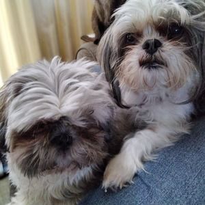 Meet your Posher, Susan